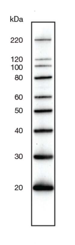 MagicMark XP： Reliable Protein Standards for Enhanced Western Blot Analysis